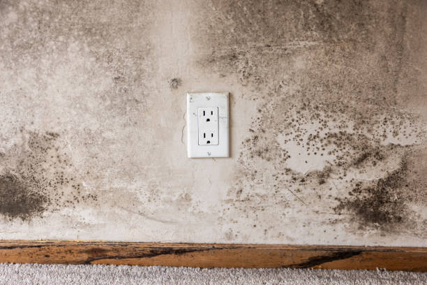 Best Mold Remediation for Vacation Homes  in Rapids, NY
