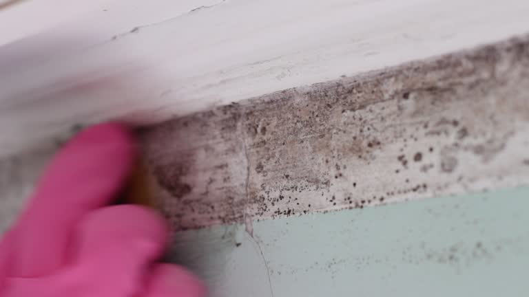 Best Airborne Mold Testing  in Rapids, NY